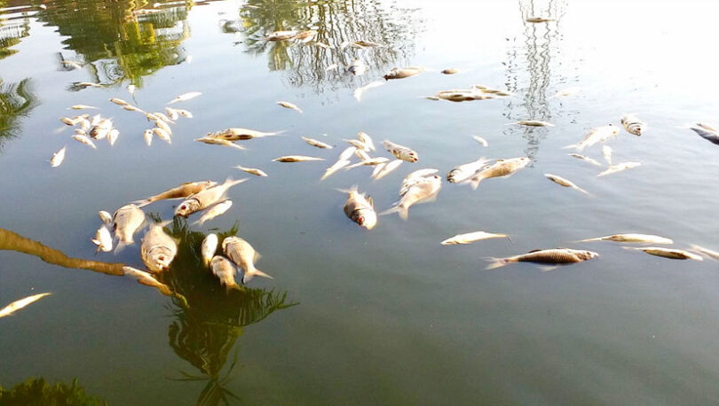 দুর্বৃত্তরা লুটে নিলো ৩০ লাখ টাকার মাছ