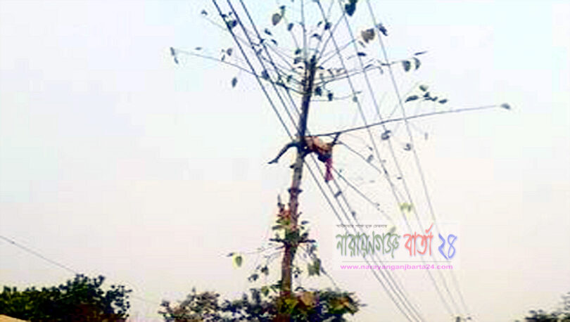 গাছের ডাল কাটতে গিয়ে মৃত্যু !