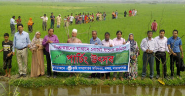 বন্দরে ধানের জমিতে পার্চিং উৎসব
