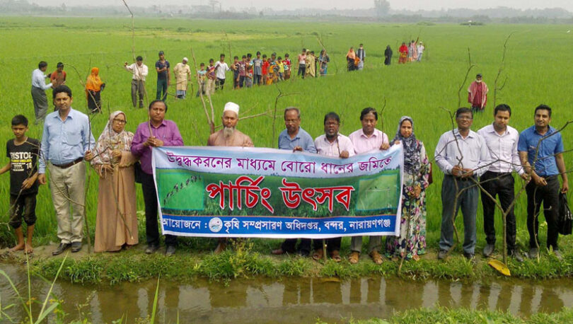 বন্দরে ধানের জমিতে পার্চিং উৎসব