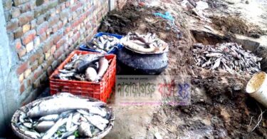 বন্দরের কলাবাগে মৎস খামারে বিষ প্রয়োগে প্রায় দশ লক্ষ টাকা ক্ষতি