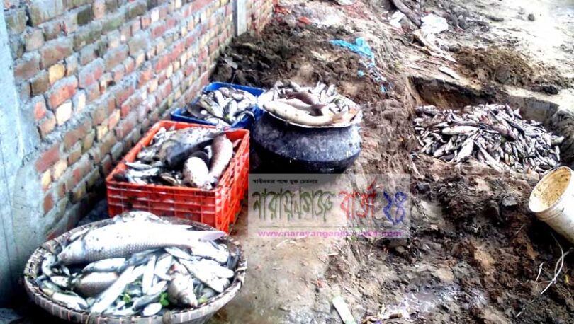 বন্দরের কলাবাগে মৎস খামারে বিষ প্রয়োগে প্রায় দশ লক্ষ টাকা ক্ষতি