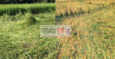 নওগাঁতে ঝড়-বৃষ্টির কারণে বোরো ধান নিয়ে বিপাকে কৃষক