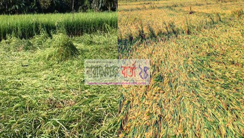 নওগাঁতে ঝড়-বৃষ্টির কারণে বোরো ধান নিয়ে বিপাকে কৃষক