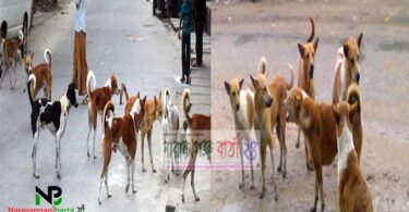 কেওঢালাসহ আশপাশ এলাকায় কুকুরের উপদ্রবে অতীষ্ঠ জনজীবন