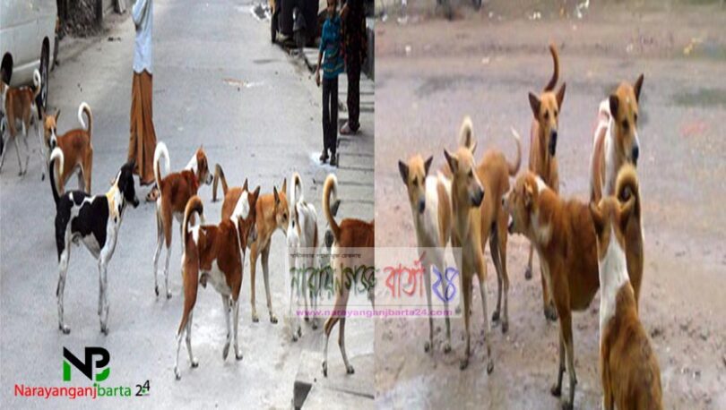 কেওঢালাসহ আশপাশ এলাকায় কুকুরের উপদ্রবে অতীষ্ঠ জনজীবন