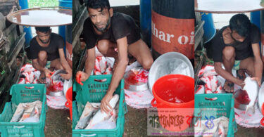 মাছে কী মেশানো হচ্ছে!