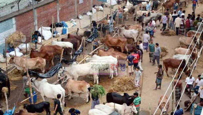 সদর উপজেলার ১৩ টি অস্থায়ী পশুর হাটের ইজারা সম্পন্ন