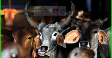 ★ গরু ডা‌কে হাম্বা হাম্বা ★ ( কবিতা )