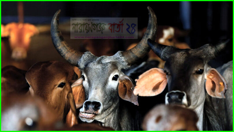 ★ গরু ডা‌কে হাম্বা হাম্বা ★ ( কবিতা )