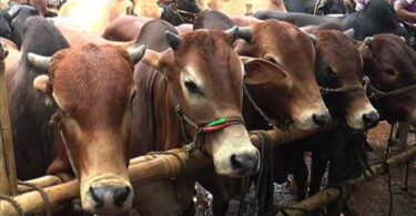 নারায়ণগঞ্জের হাটগুলোতে আসছে কোরবানির পশু