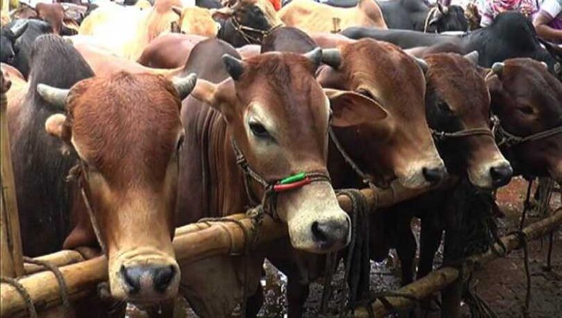 নারায়ণগঞ্জের হাটগুলোতে আসছে কোরবানির পশু