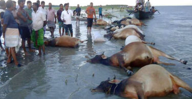 একেএকে ভেসে উঠলো ২১টি মৃত গরু