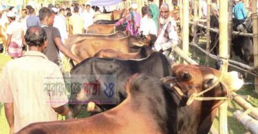 খেয়াঘাটে গরুর হাট না থাকায় বন্দরবাসীর মাঝে হতাশা