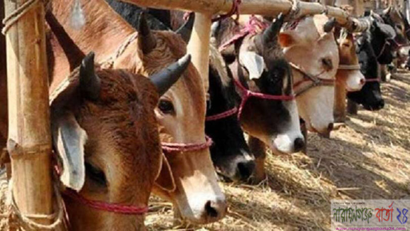 ১৩টি অস্থায়ী পশুর হাট বসছে আড়াইহাজারে