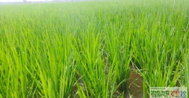 বদলগাছীতে মাজরা পোকার আক্রমন দিশেহারা কৃষক