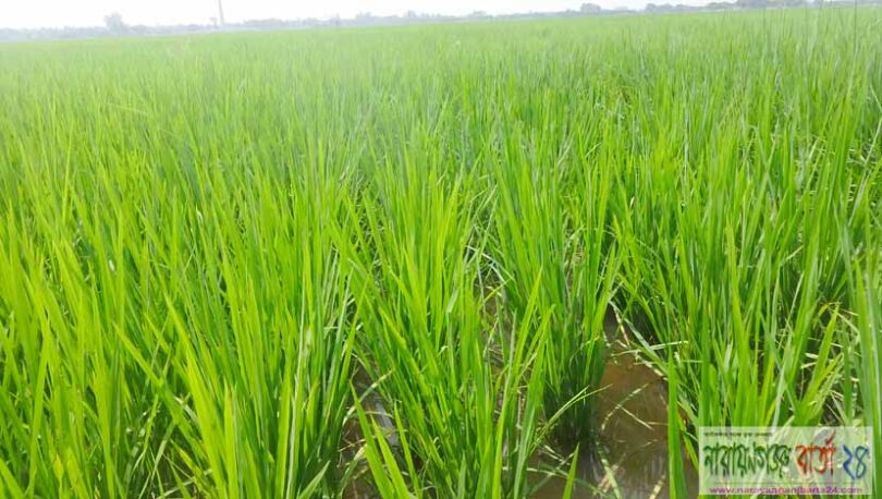 বদলগাছীতে মাজরা পোকার আক্রমন দিশেহারা কৃষক