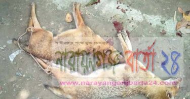 শেয়ালের কামড়ে ১০জন আহত, ২ শিয়াল নিহত