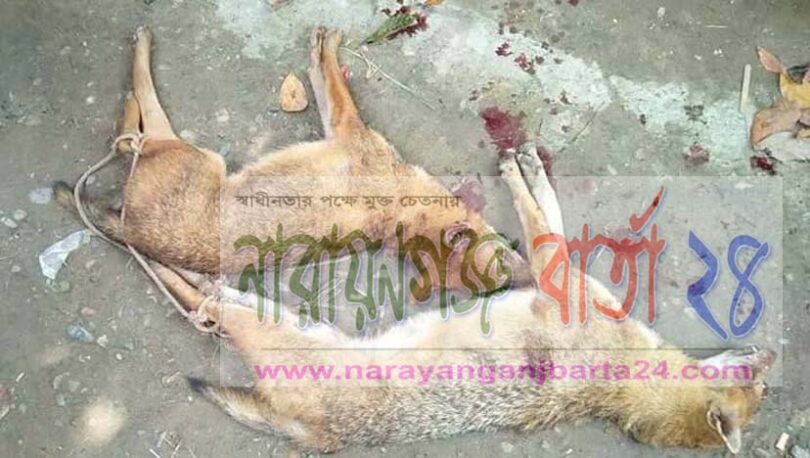 শেয়ালের কামড়ে ১০জন আহত, ২ শিয়াল নিহত