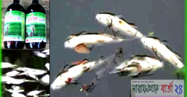 নবীনগরে পুকুরে বিষ দিয়ে চার লক্ষ টাকার মাছ নিধন করেছে দুর্বৃত্তরা