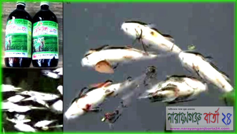 নবীনগরে পুকুরে বিষ দিয়ে চার লক্ষ টাকার মাছ নিধন করেছে দুর্বৃত্তরা