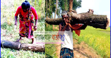বদলগাছীতে অবৈধ ভাবে ক্যানেলের গাছ কাটার হিড়িক !