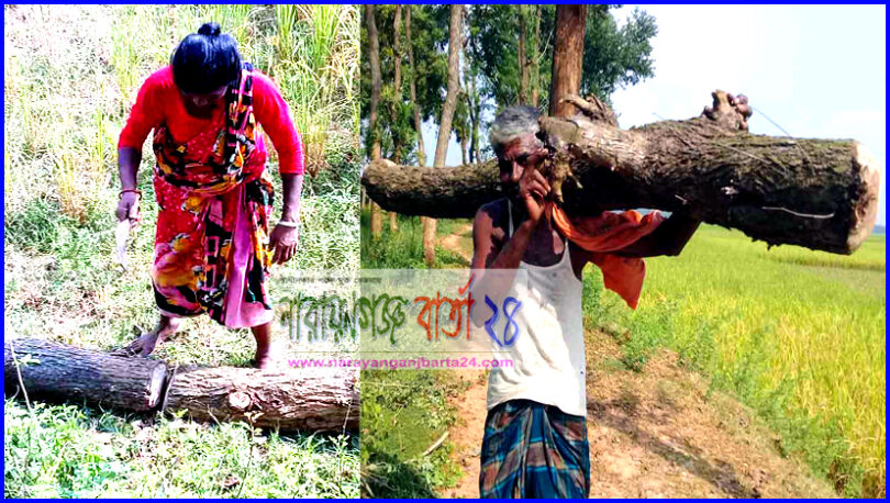 বদলগাছীতে অবৈধ ভাবে ক্যানেলের গাছ কাটার হিড়িক !