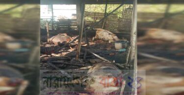 রূপগঞ্জে ভয়াবহ অগ্নিকান্ডে ৯টি গরুর মৃত্যু