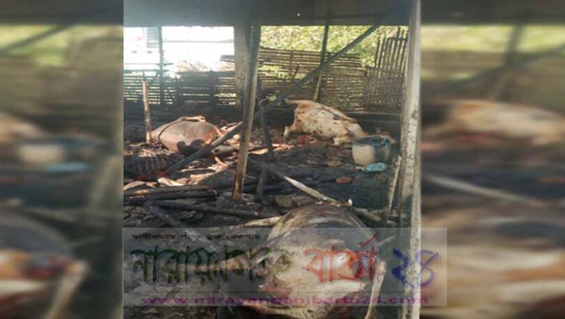 রূপগঞ্জে ভয়াবহ অগ্নিকান্ডে ৯টি গরুর মৃত্যু