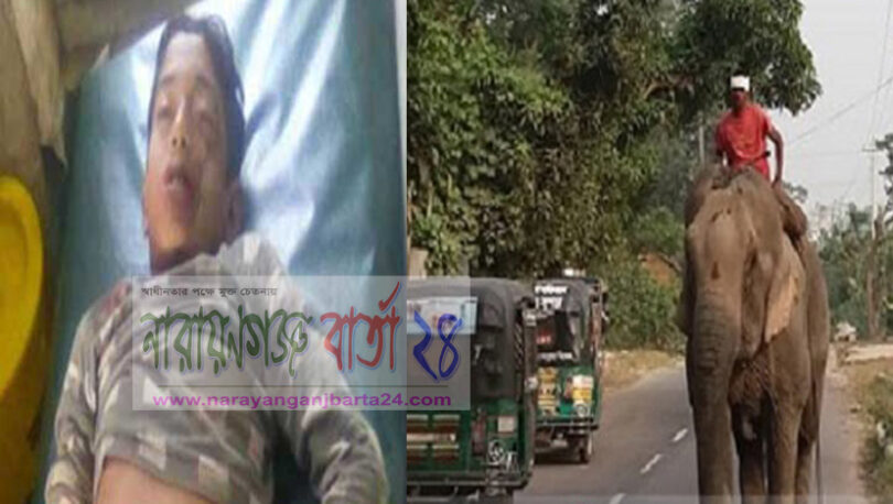 সোনারগাঁয়ে হাতির পায়ে পিষ্ট হয়ে কিশোরের মৃত্যু