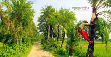 হারিয়ে যাচ্ছে খেজুর গাছ ও রস!