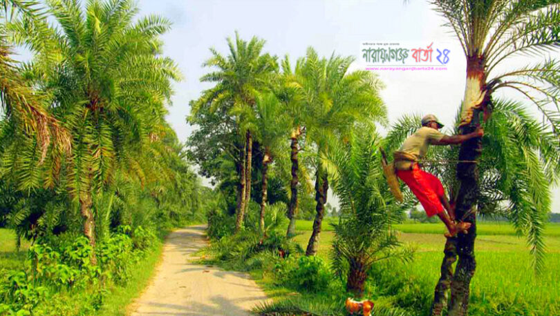হারিয়ে যাচ্ছে খেজুর গাছ ও রস!