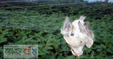 ফসল সুরক্ষার কারেন্ট জালে মরণ ফাঁদে পাখি