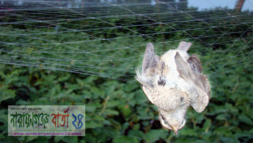 ফসল সুরক্ষার কারেন্ট জালে মরণ ফাঁদে পাখি