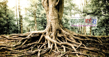 ★ শেকড় ★ ( কবিতা )