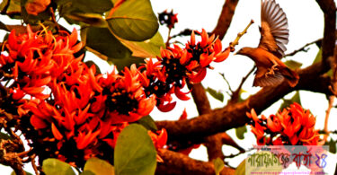 ★ বসন্তের আগুন ★ ( কবিতা )