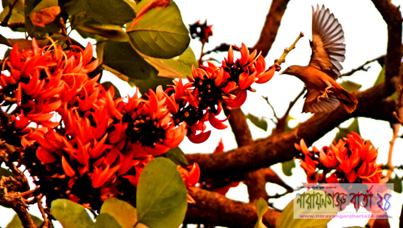 ★ বসন্তের আগুন ★ ( কবিতা )