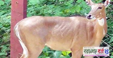 সেই নীলগাইয়ের মৃত্যু, বংশবৃদ্ধির স্বপ্ন ভঙ্গ