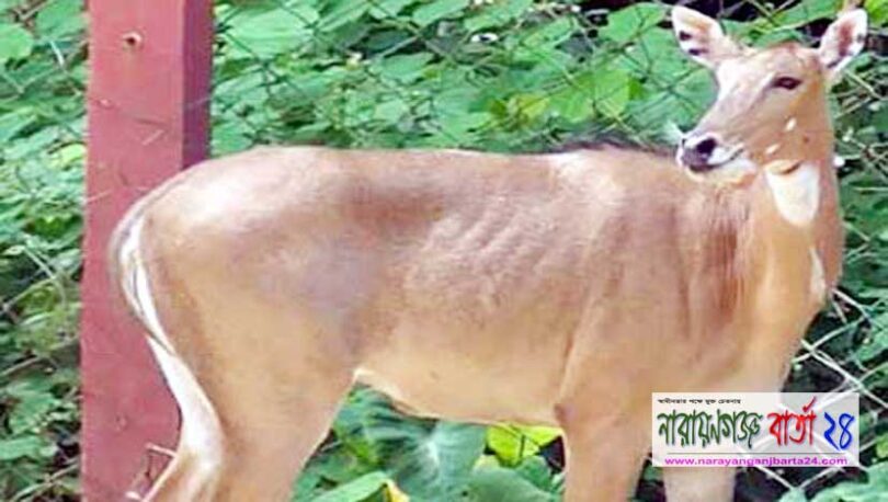 সেই নীলগাইয়ের মৃত্যু, বংশবৃদ্ধির স্বপ্ন ভঙ্গ