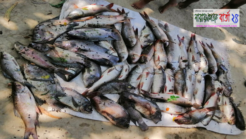 বন্দরে বিষ ঢেলে মাছ হত্যার অভিযোগ