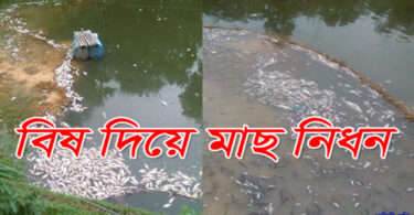 সোনারগাঁয়ে পুকুরে বিষ দিয়ে ২ লাখ টাকার মাছ নিধনসোনারগাঁয়ে পুকুরে বিষ দিয়ে ২ লাখ টাকার মাছ নিধন