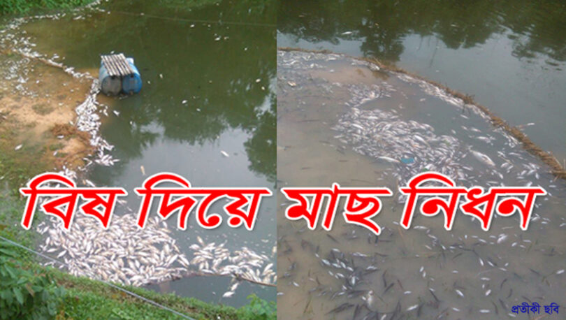 সোনারগাঁয়ে পুকুরে বিষ দিয়ে ২ লাখ টাকার মাছ নিধনসোনারগাঁয়ে পুকুরে বিষ দিয়ে ২ লাখ টাকার মাছ নিধন