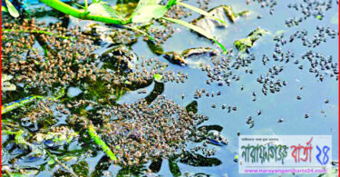 মশার উপদ্রব ক্রমেই বৃদ্বির ফলে মশার যন্ত্রনায় অতিষ্ঠ বন্দরবাসী