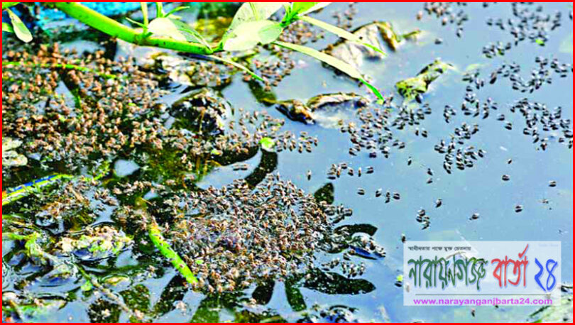 মশার উপদ্রব ক্রমেই বৃদ্বির ফলে মশার যন্ত্রনায় অতিষ্ঠ বন্দরবাসী