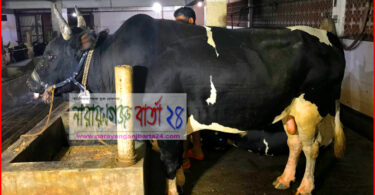 আজ ফতুল্লায় উইজডম অ্যাটায়ার্সের সামনে বসবে ভিন্নধর্মী গরুর হাট