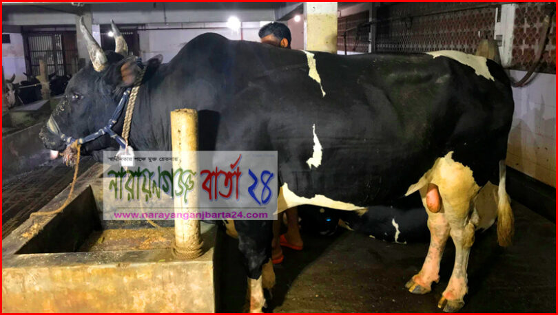 আজ ফতুল্লায় উইজডম অ্যাটায়ার্সের সামনে বসবে ভিন্নধর্মী গরুর হাট