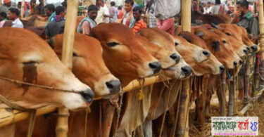 দুসরা 'ঈদ' আত্মত্যাগের বিনিময়েই হয় কোরবানি