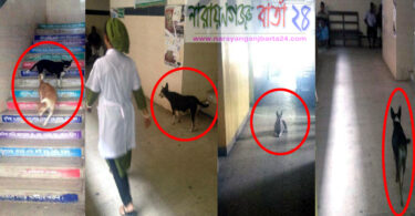নারায়ণগঞ্জের সরকারী হাসপাতালে কুকুরের অবাধ বিচরণ !