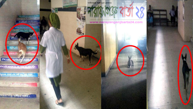 নারায়ণগঞ্জের সরকারী হাসপাতালে কুকুরের অবাধ বিচরণ !