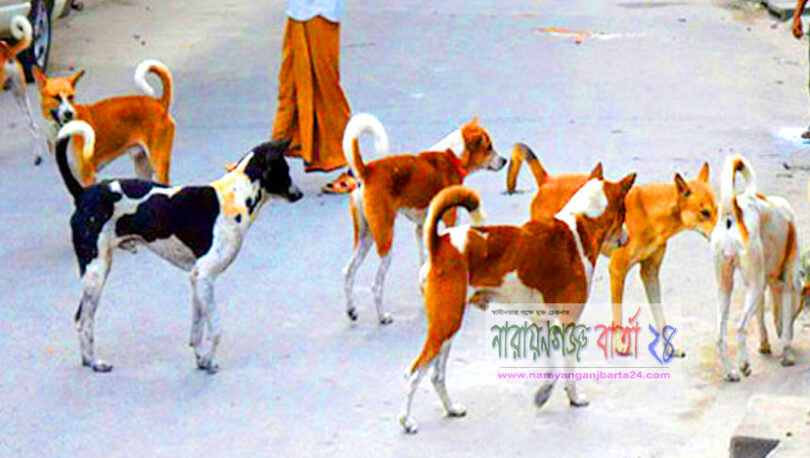 না.গঞ্জ শহরে কুকুর আতংক, আহত-৫